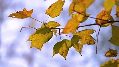 4k实拍唯美阳光下的树叶风光自然风景视频的预览图